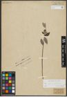 Foto von Salix repens L. x Salix starkeana Willd.
